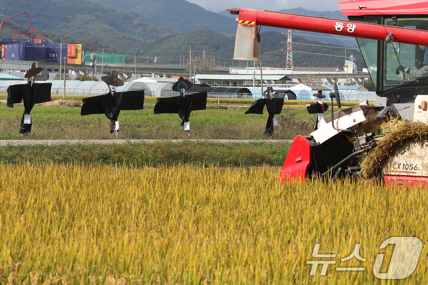(대구=뉴스1) 공정식 기자 = 23일 오후 가을걷이가 시작된 대구 북구 학정동 팔계평야에 애니메이션 영화 '케이팝 데몬 헌터스(KPop Demon Hunters)' 속 캐릭터 ' …