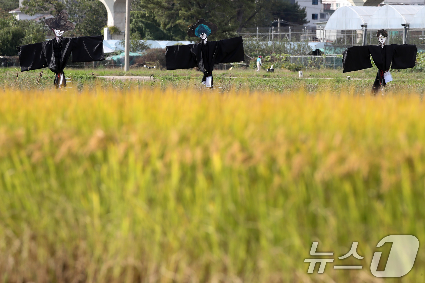 (대구=뉴스1) 공정식 기자 = 23일 오후 가을걷이가 시작된 대구 북구 학정동 팔계평야에 애니메이션 영화 '케이팝 데몬 헌터스(KPop Demon Hunters)' 속 캐릭터 ' …