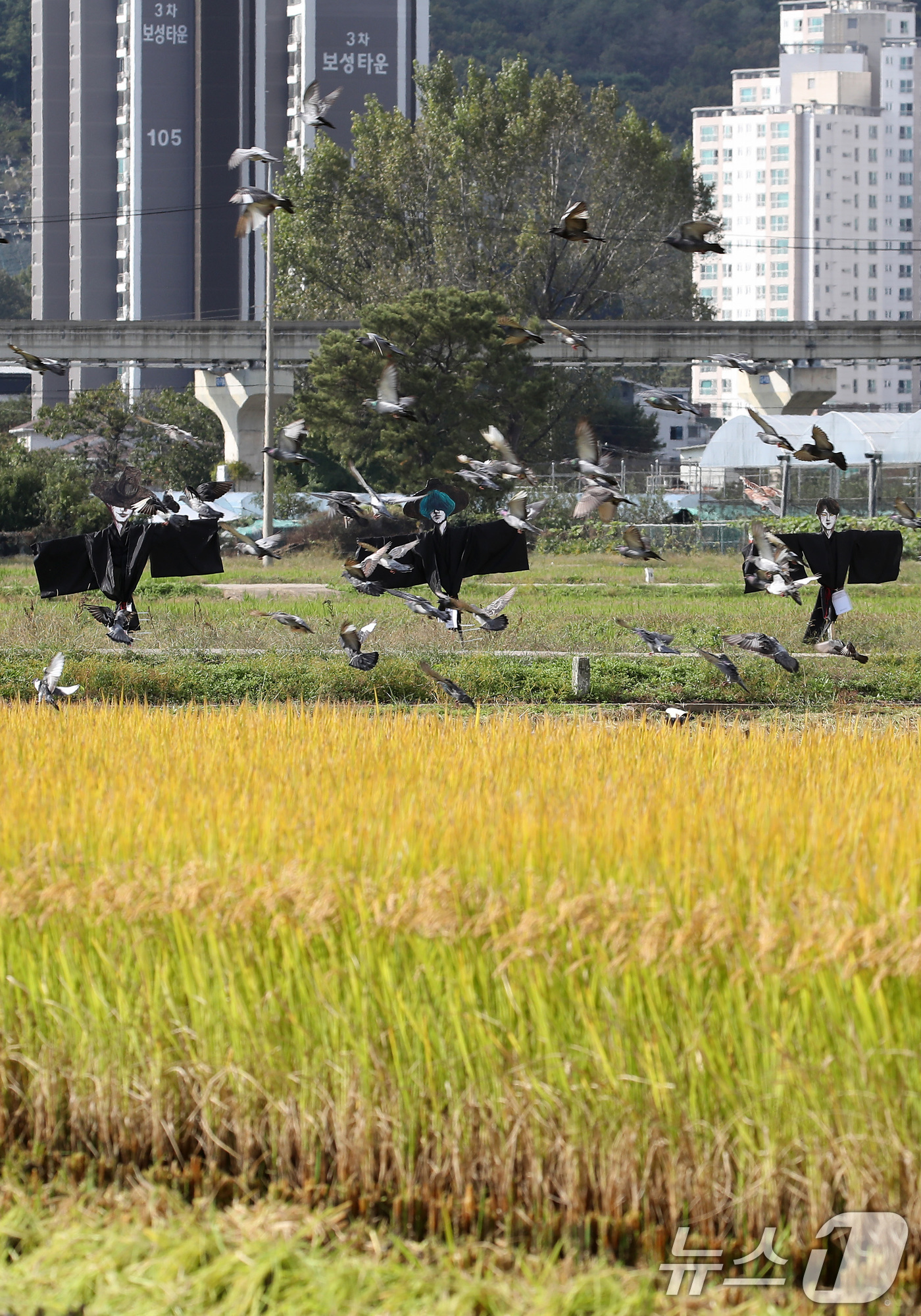 (대구=뉴스1) 공정식 기자 = 23일 오후 가을걷이가 시작된 대구 북구 학정동 팔계평야에 애니메이션 영화 '케이팝 데몬 헌터스(KPop Demon Hunters)' 속 캐릭터 ' …