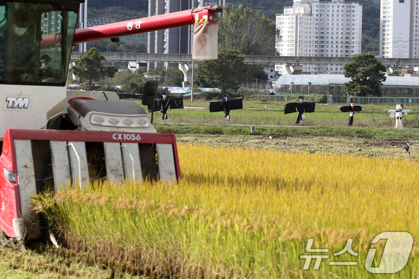 (대구=뉴스1) 공정식 기자 = 23일 오후 가을걷이가 시작된 대구 북구 학정동 팔계평야에 애니메이션 영화 '케이팝 데몬 헌터스(KPop Demon Hunters)' 속 캐릭터 ' …