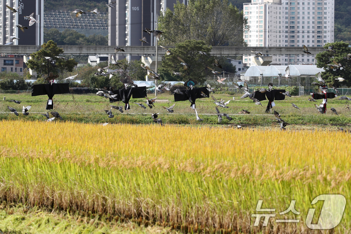 (대구=뉴스1) 공정식 기자 = 23일 오후 가을걷이가 시작된 대구 북구 학정동 팔계평야에 애니메이션 영화 '케이팝 데몬 헌터스(KPop Demon Hunters)' 속 캐릭터 ' …