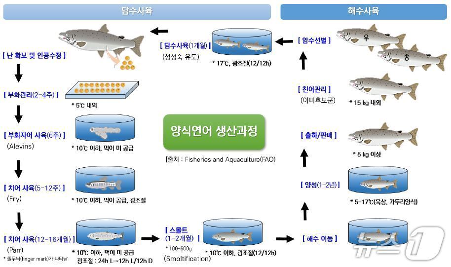본문 이미지 - 대서양연어 생활사 및 양식생산 단계&#40;출처:국립수산과학원 박정준 박사 제공&#41;