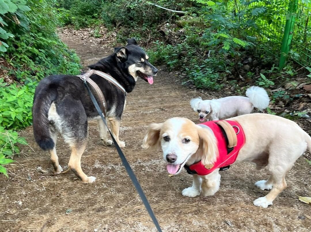 본문 이미지 - 배우 이주영의 반려견 삼총사. 밤비, 두유, 똘이&#40;이주영 제공&#41; ⓒ 뉴스1
