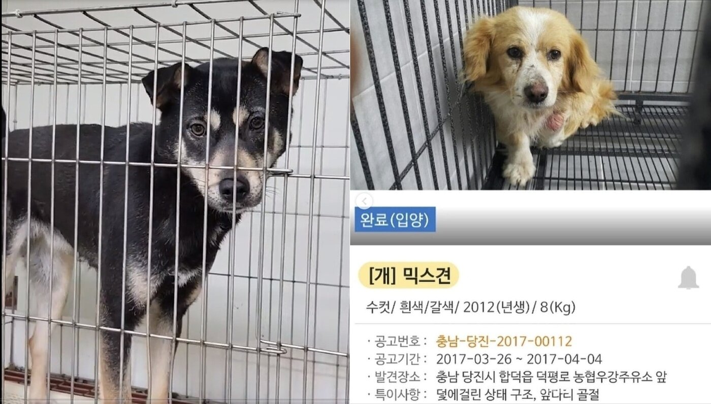 본문 이미지 - 이주영 배우의 반려견 밤비가 보호소에서 지내던 모습&#40;왼쪽&#41;과 두유의 보호소 입소 당시 모습&#40;이주영 제공&#41; ⓒ 뉴스1