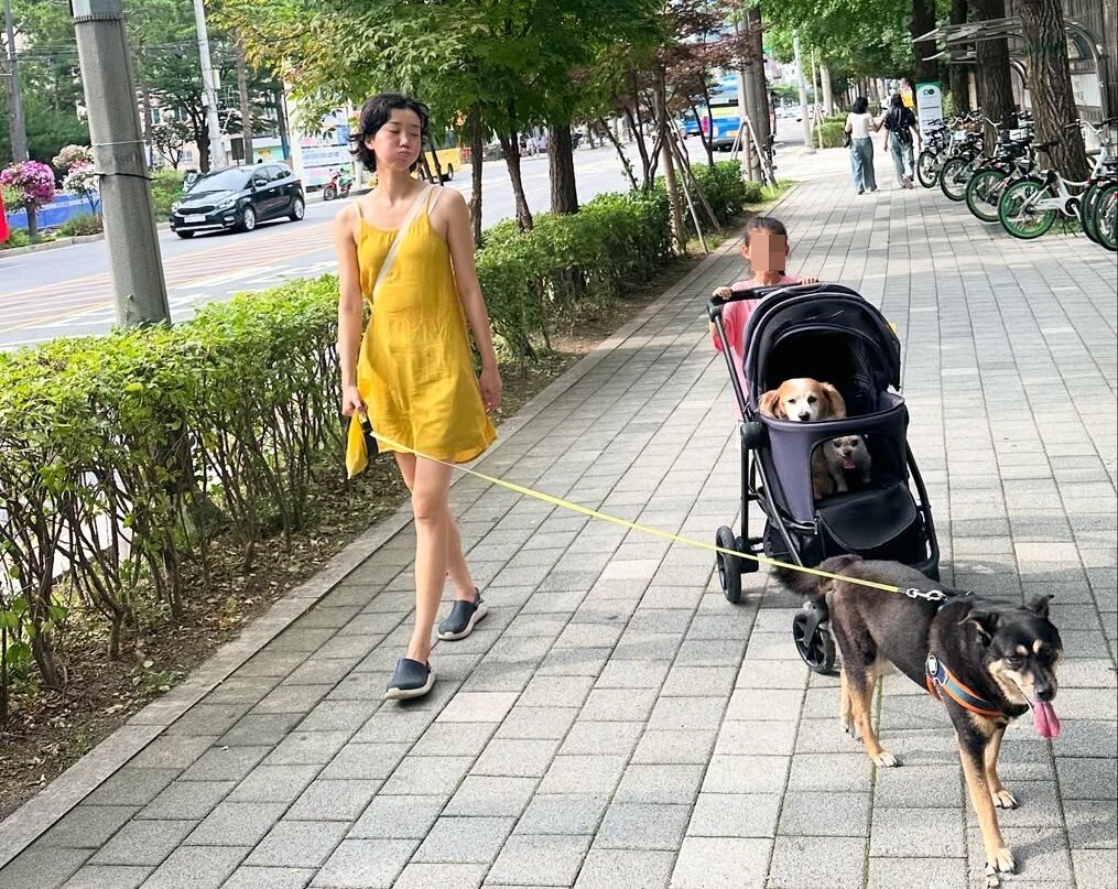 본문 이미지 - 반려견들과 일상을 함께하는 모습. 이주영은 자신이 반려견들을 돌보는 것보다 오히려 반려견들에게 위로와 치유를 받는다고 말한다&#40;이주영 제공&#41;. ⓒ 뉴스1