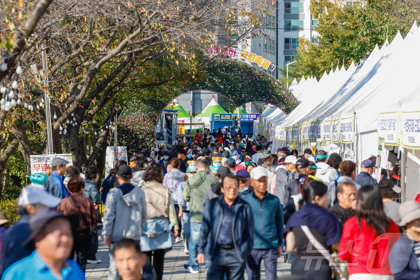 본문 이미지 - 24일 개막한 &#39;제22회 익산 천만송이 국화축제&#39;가 10일간의 축제 여정을 시작했다.&#40;익산시 제공. 재판매 및 DB 금지&#41; 2025.10.24/뉴스1 ⓒ News1