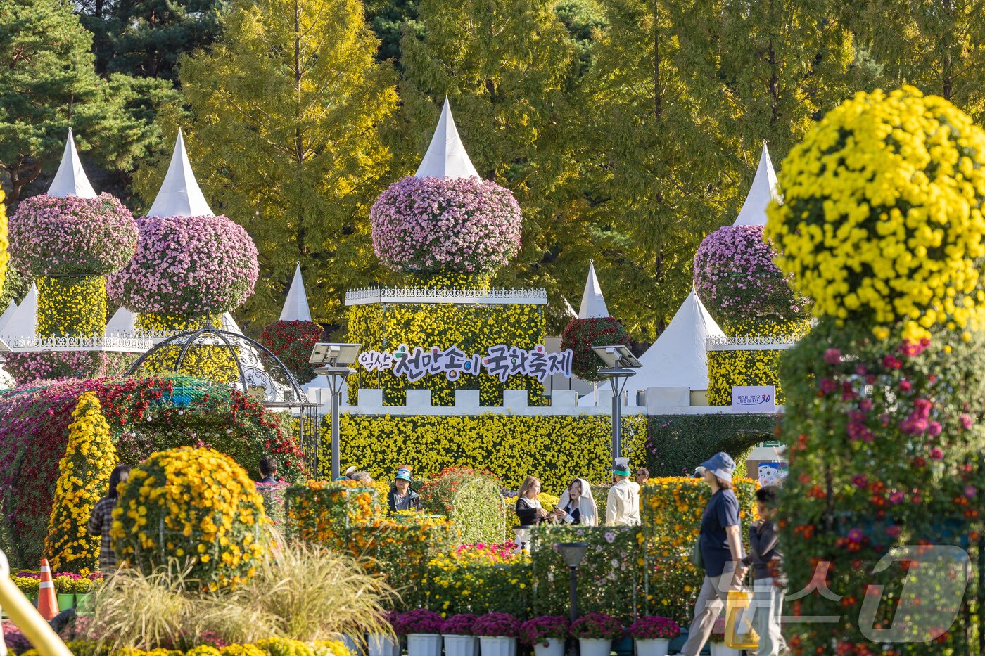 본문 이미지 - 24일 개막한 &#39;제22회 익산 천만송이 국화축제&#39;가 10일간의 축제 여정을 시작했다.&#40;익산시 제공. 재판매 및 DB 금지&#41; 2025.10.24/뉴스1 ⓒ News1 장수인 기자