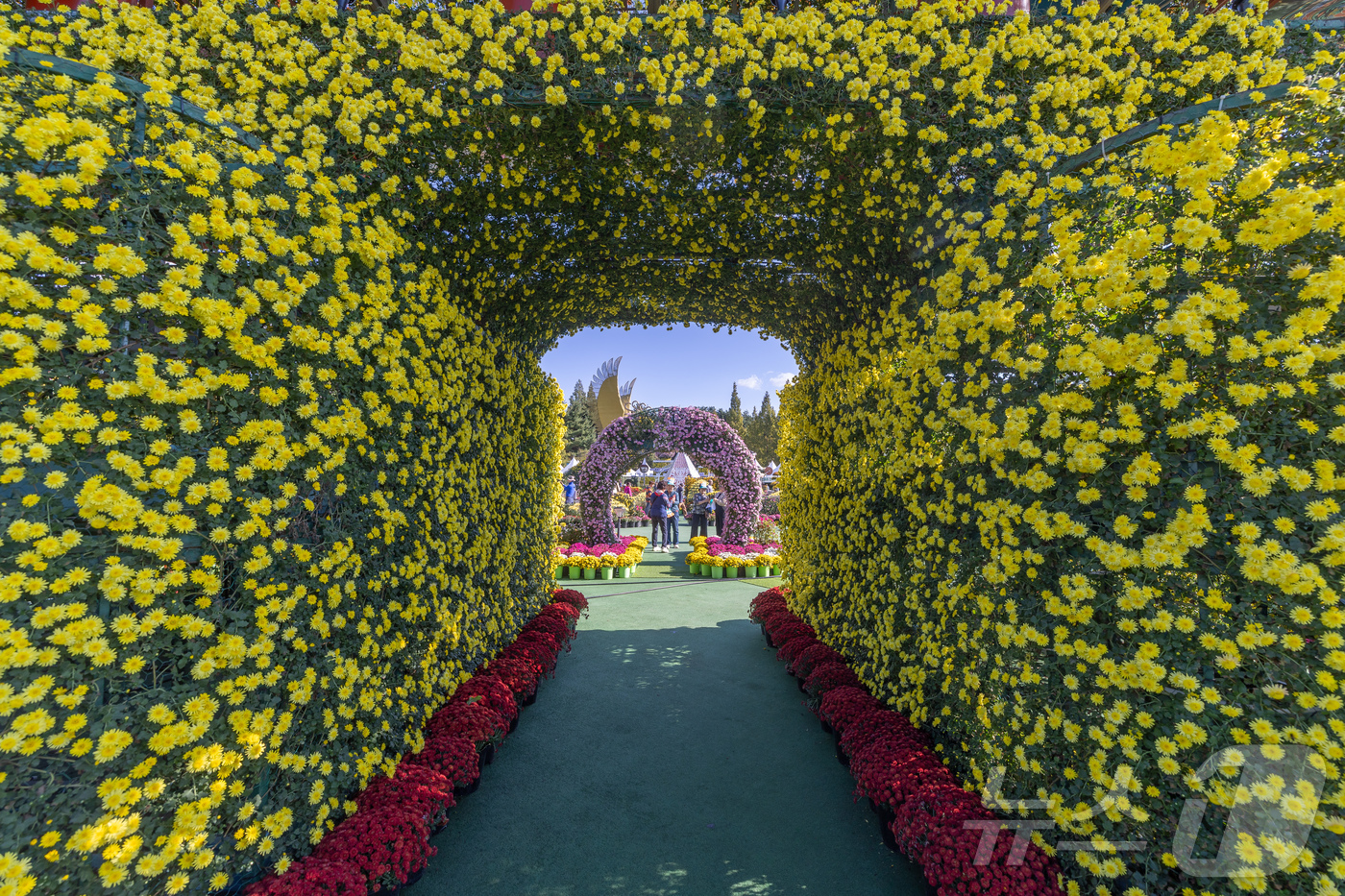 (익산=뉴스1) 장수인 기자 = 24일 개막한 \'제22회 익산 천만송이 국화축제\'가 10일간의 축제 여정을 시작했다.(익산시 제공. 재판매 및 DB 금지) 2025.10.24/ …
