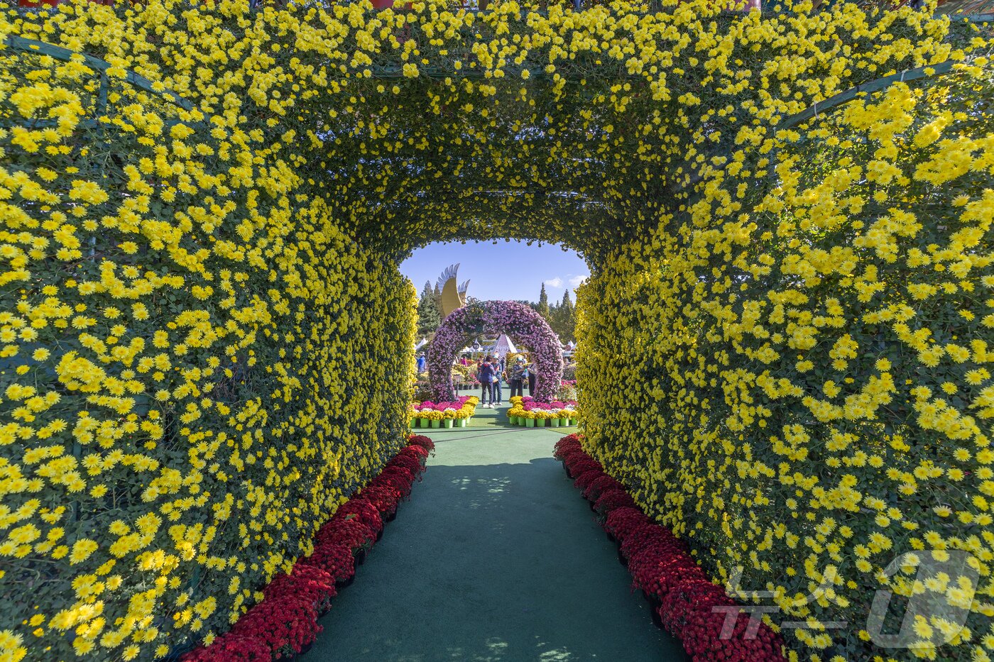본문 이미지 - 24일 개막한 &#39;제22회 익산 천만송이 국화축제&#39;가 10일간의 축제 여정을 시작했다.&#40;익산시 제공. 재판매 및 DB 금지&#41; 2025.10.24/뉴스1 ⓒ News1