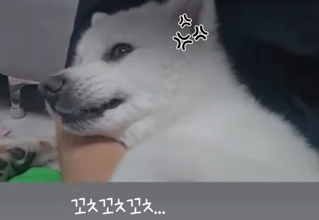 본문 이미지 - 평소 어떤 장난도 잘 받아주는 두부에겐 절대 하지 말아야 할 금기어가 있다(인스타그램 ss_______kr 제공). ⓒ 뉴스1