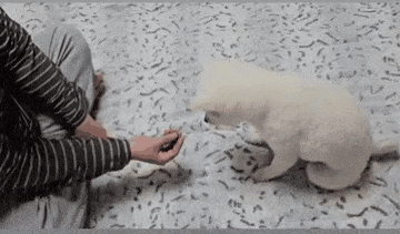 본문 이미지 - 야바위 게임을 즐기는 두부(인스타그램 ss_______kr 제공) ⓒ 뉴스1