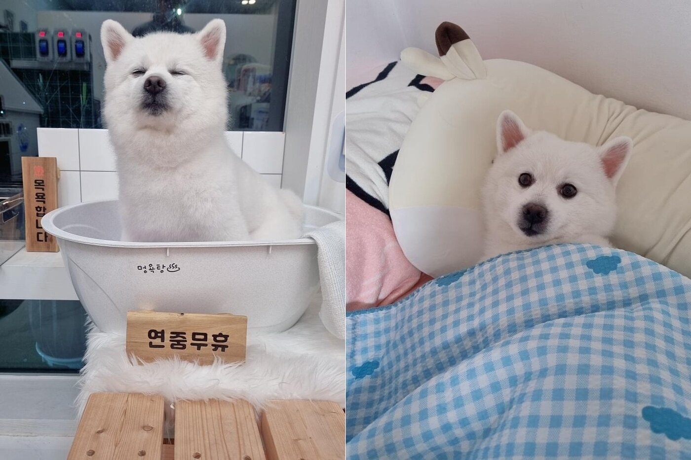 본문 이미지 - 특유의 '댕청미'가 매력인 순둥이 두부(인스타그램 ss_______kr 제공) ⓒ 뉴스1