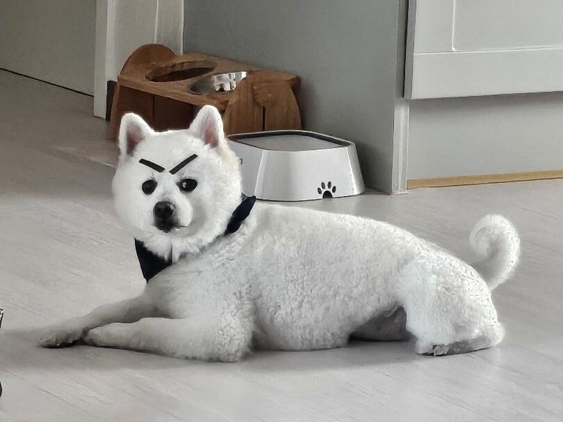 본문 이미지 - 평소 두부는 보호자의 장난을 묵묵히 받아주는 순둥이다(인스타그램 ss_______kr 제공). ⓒ 뉴스1