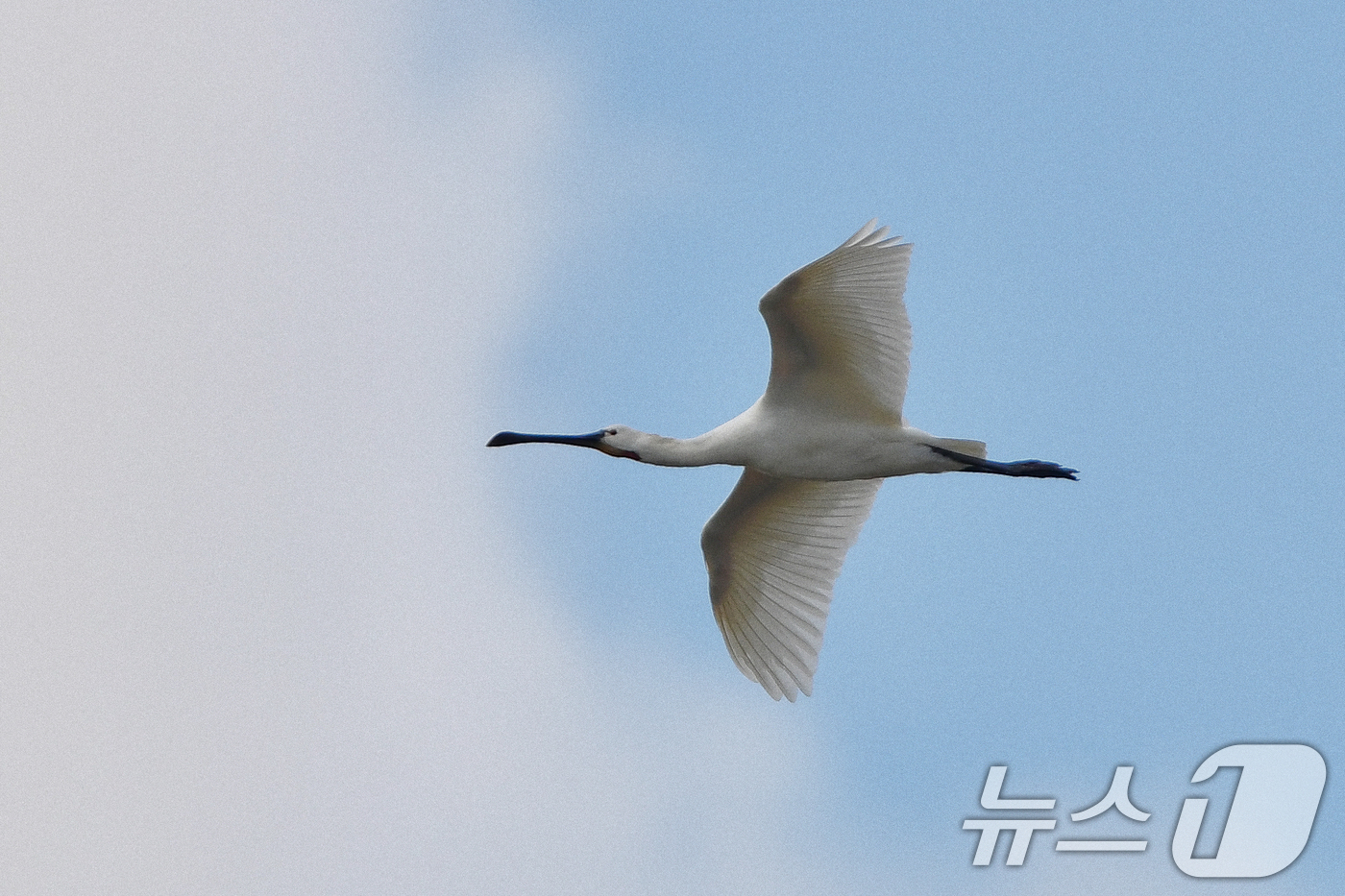 (포항=뉴스1) 최창호 기자 = 25일 경북 포항시 남구 연일읍 형산강 상공 위로 천연기념물 205-2호이자 멸종위기야생생물 2급인 노랑부리저어새가 날아가고 있다. 2025.10. …