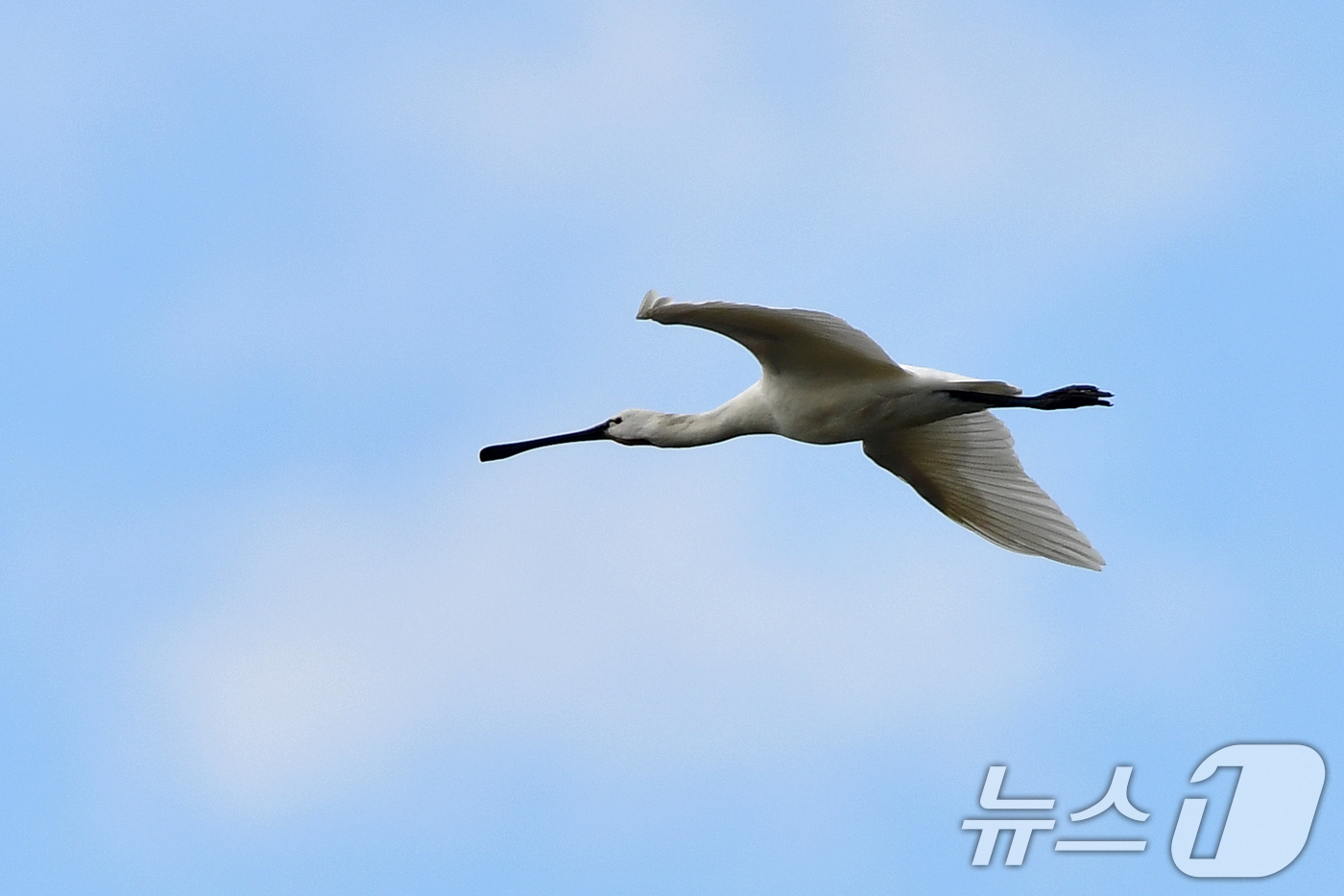 (포항=뉴스1) 최창호 기자 = 25일 경북 포항시 남구 연일읍 형산강 상공 위로 천연기념물 205-2호이자 멸종위기야생생물 2급인 노랑부리저어새가 날아가고 있다. 2025.10. …