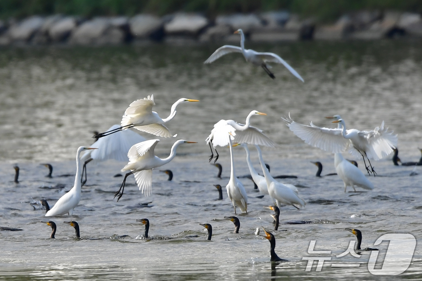 (포항=뉴스1) 최창호 기자 = 25일 경북 포항시 남구 연일읍 형산강에서 백로 가 먹잇감을 찾아 다니고 있다. 2025.10.25/뉴스1