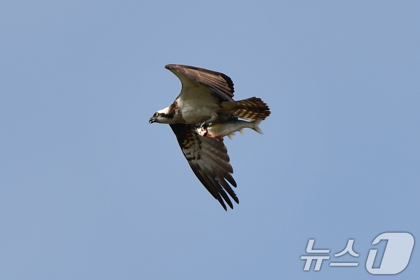 (포항=뉴스1) 최창호 기자 = 25일 경북 포항시 남구 연일읍 형산강에서 멸종위기야생생물 2급인 물수리가 물고기 사냥을 한 후 날아가고 있다.   2025.10.25/뉴스1