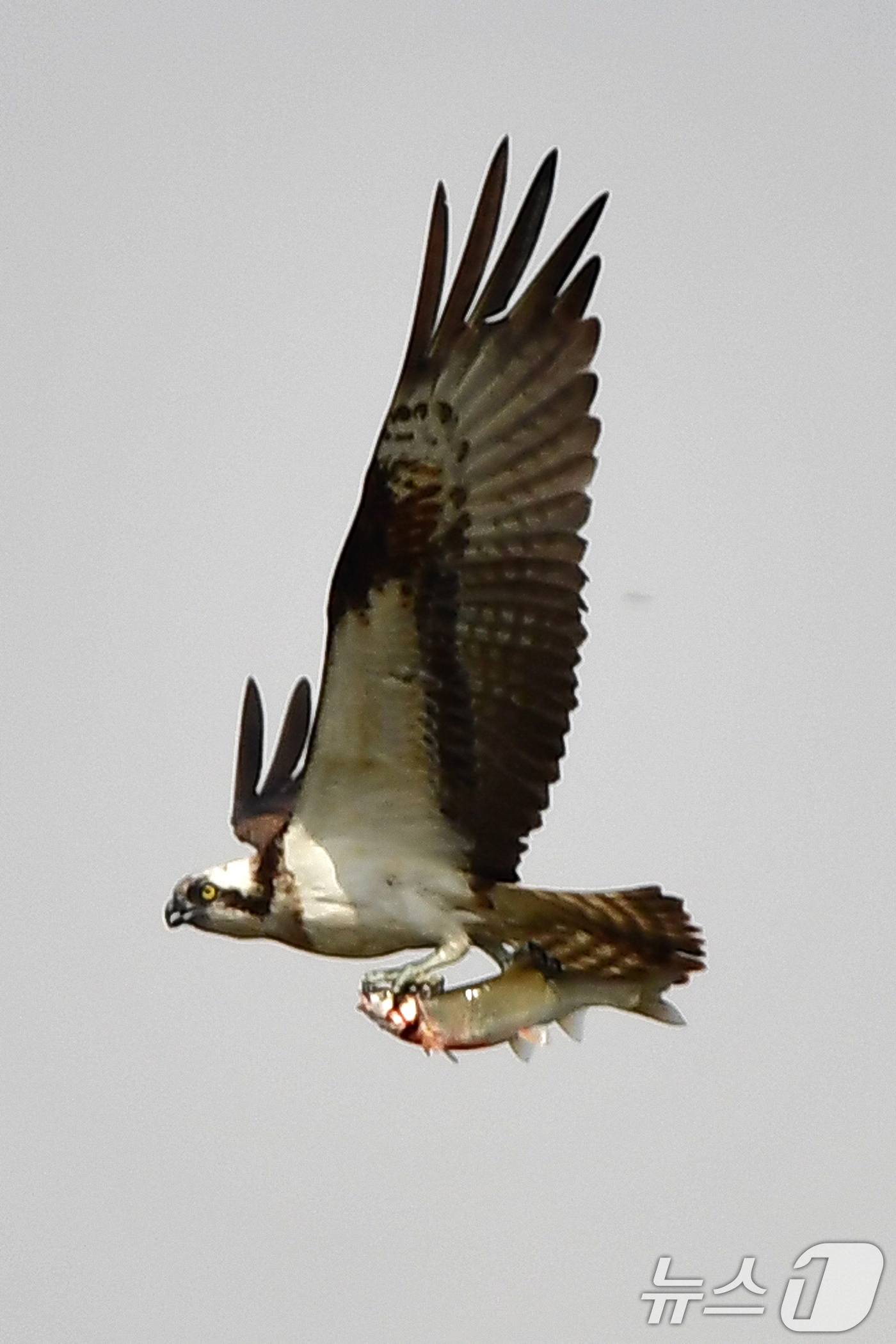 (포항=뉴스1) 최창호 기자 = 25일 경북 포항시 남구 연일읍 형산강에서 멸종위기야생생물 2급인 물수리가 물고기 사냥을 한 후 날아가고 있다. 2025.10.25/뉴스1