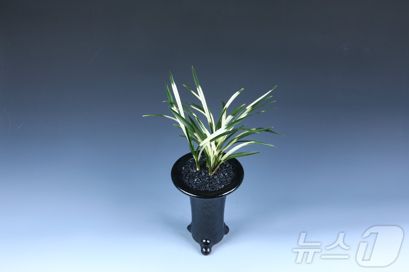 본문 이미지 - 2025 화순 난 명품 박람회 대상 수상작인 &#39;백호&#39;.&#40;화순군 제공, 재배포 및 DB 금지&#41;/뉴스1