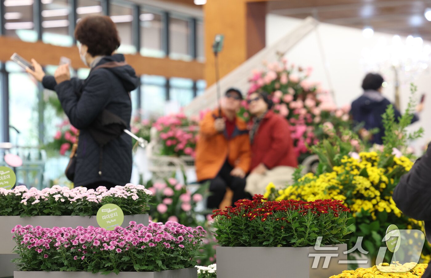 본문 이미지 - 26일 경기 수원시 영통구 영흥수목원에서 열린 ‘제12회 장미·국화 생생전시회’에서 시민들이 다양한 국화와 장미를 보며 가을 정취를 느끼고 있다. 2025.10.26/뉴스1 ⓒ News1 김영운 기자