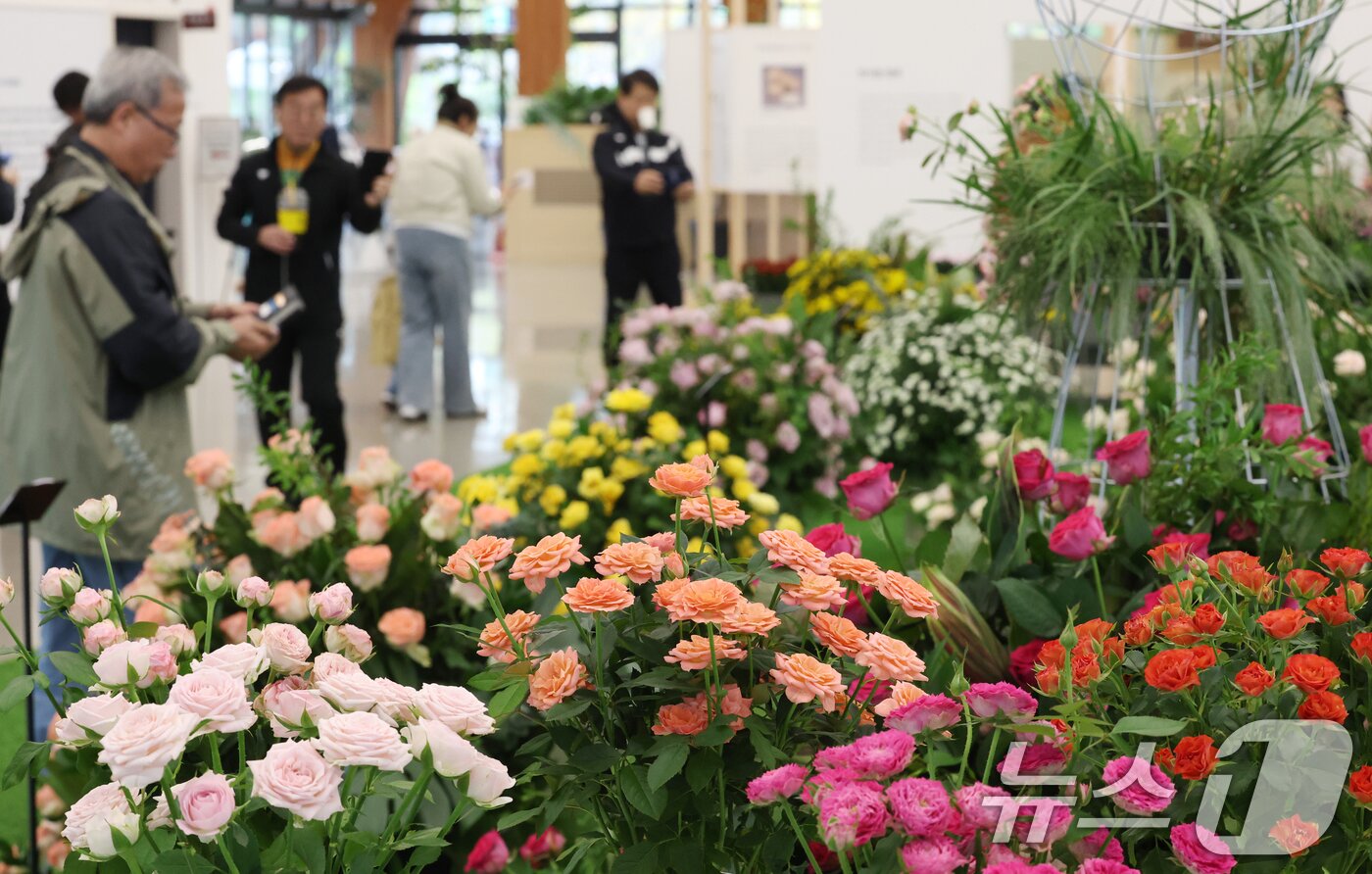 본문 이미지 - 26일 경기 수원시 영통구 영흥수목원에서 열린 ‘제12회 장미·국화 생생전시회’에서 시민들이 다양한 국화와 장미를 보며 가을 정취를 느끼고 있다. 2025.10.26/뉴스1 ⓒ News1 김영운 기자