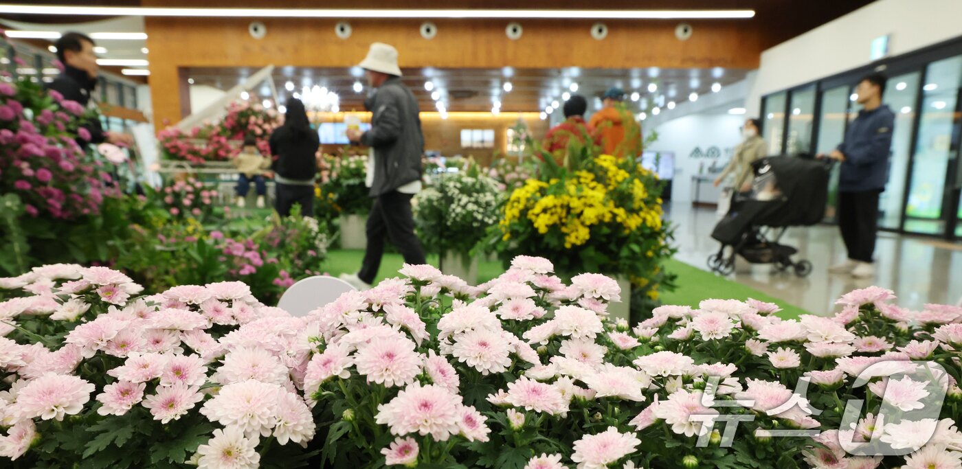 본문 이미지 - 26일 경기 수원시 영통구 영흥수목원에서 열린 ‘제12회 장미·국화 생생전시회’에서 시민들이 다양한 국화와 장미를 보며 가을 정취를 느끼고 있다. 2025.10.26/뉴스1 ⓒ News1 김영운 기자
