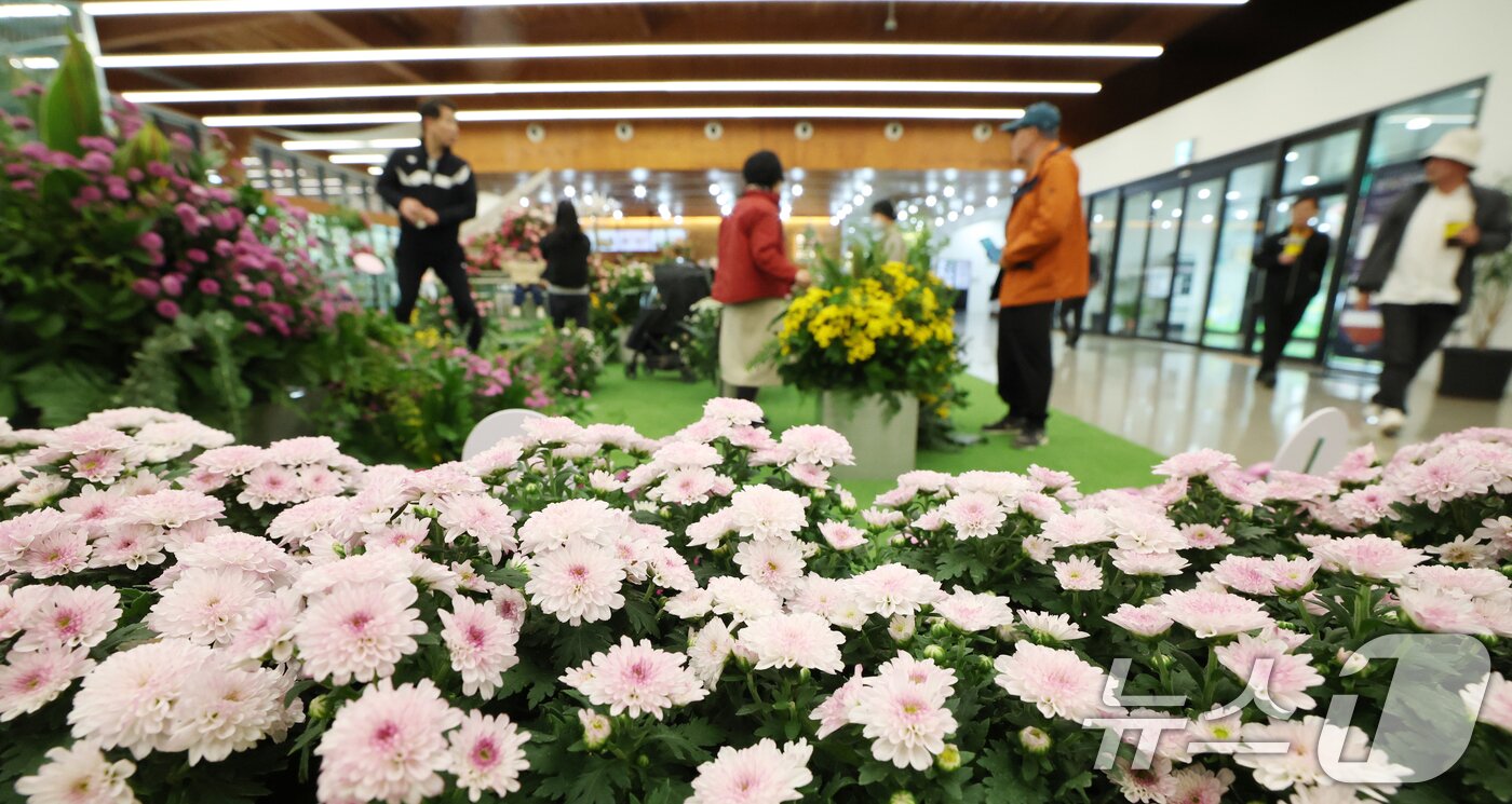 본문 이미지 - 26일 경기 수원시 영통구 영흥수목원에서 열린 ‘제12회 장미·국화 생생전시회’에서 시민들이 다양한 국화와 장미를 보며 가을 정취를 느끼고 있다. 2025.10.26/뉴스1 ⓒ News1 김영운 기자