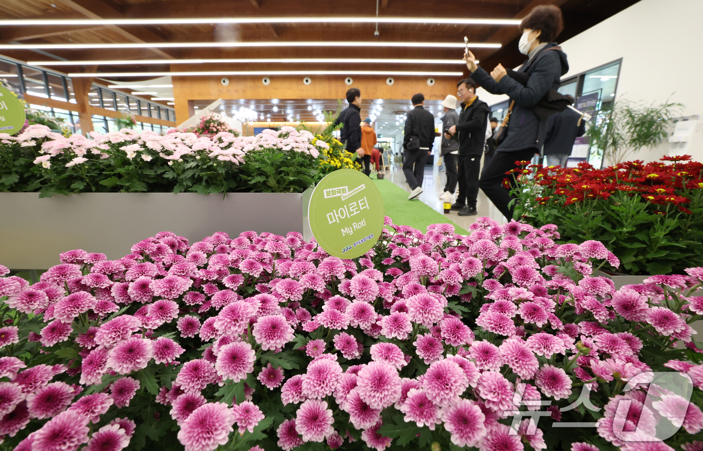 (수원=뉴스1) 김영운 기자 = 26일 경기 수원시 영통구 영흥수목원에서 열린 ‘제12회 장미·국화 생생전시회’에서 시민들이 다양한 국화와 장미를 보며 가을 정취를 느끼고 있다.이 …