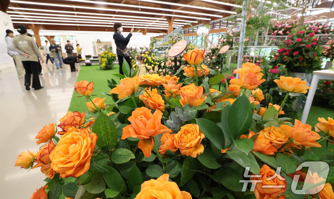 본문 이미지 - 26일 경기 수원시 영통구 영흥수목원에서 열린 ‘제12회 장미·국화 생생전시회’에서 시민들이 다양한 국화와 장미를 보며 가을 정취를 느끼고 있다. 2025.10.26/뉴스1 ⓒ News1 김영운 기자