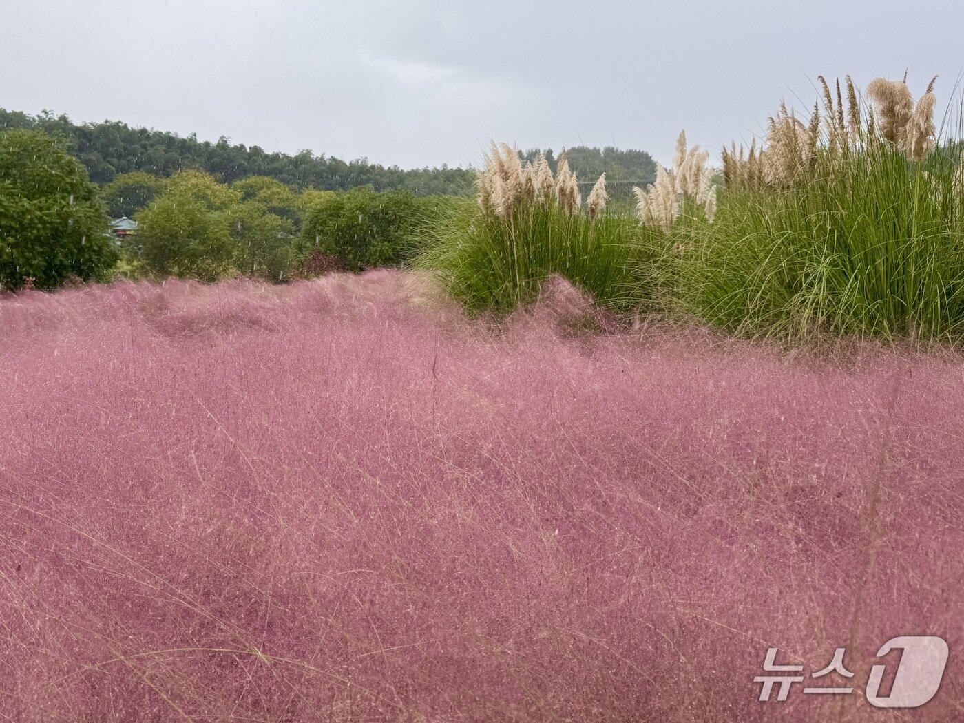 본문 이미지 - 26일 울산 태화강 국가정원에서 ‘바람이 머무는, 가을정원‘을 주제로 한 가을축제가 열린 가운데 핑크뮬리가 만개해 있다.2025.10.16./뉴스1 김세은 기자