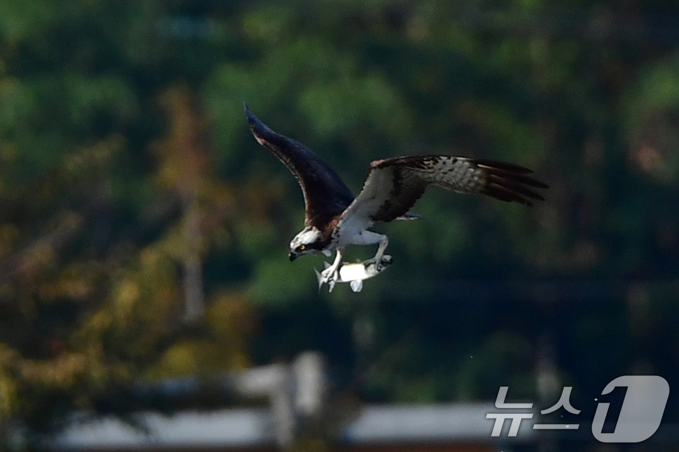 (포항=뉴스1) 최창호 기자 = 26일 경북  포항시 남구 연일읍 형산강에서 환경부 멸종위기 야생생물 II급 물수리가 물고기 사냥에 한창이다. 2025.10.26/뉴스1