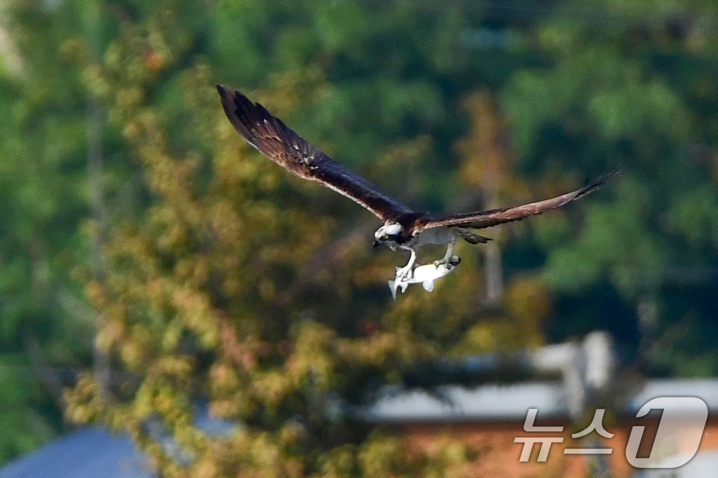 (포항=뉴스1) 최창호 기자 = 26일 경북  포항시 남구 연일읍 형산강에서 환경부 멸종위기 야생생물 II급 물수리가 물고기 사냥에 한창이다. 2025.10.26/뉴스1