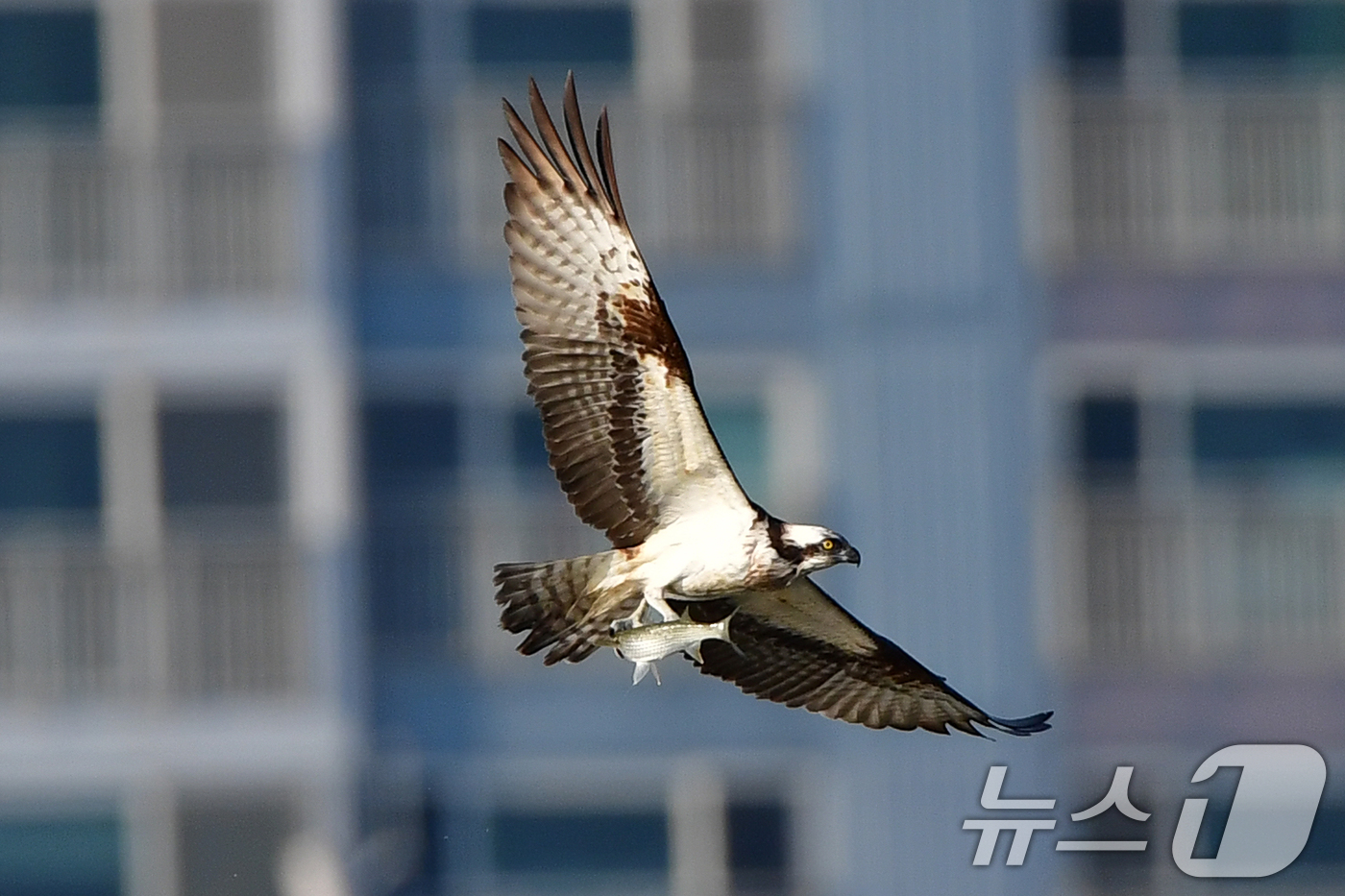 (포항=뉴스1) 최창호 기자 = 26일 경북  포항시 남구 연일읍 형산강에서 환경부 멸종위기 야생생물 II급 물수리가 물고기 사냥에 한창이다. 2025.10.26/뉴스1