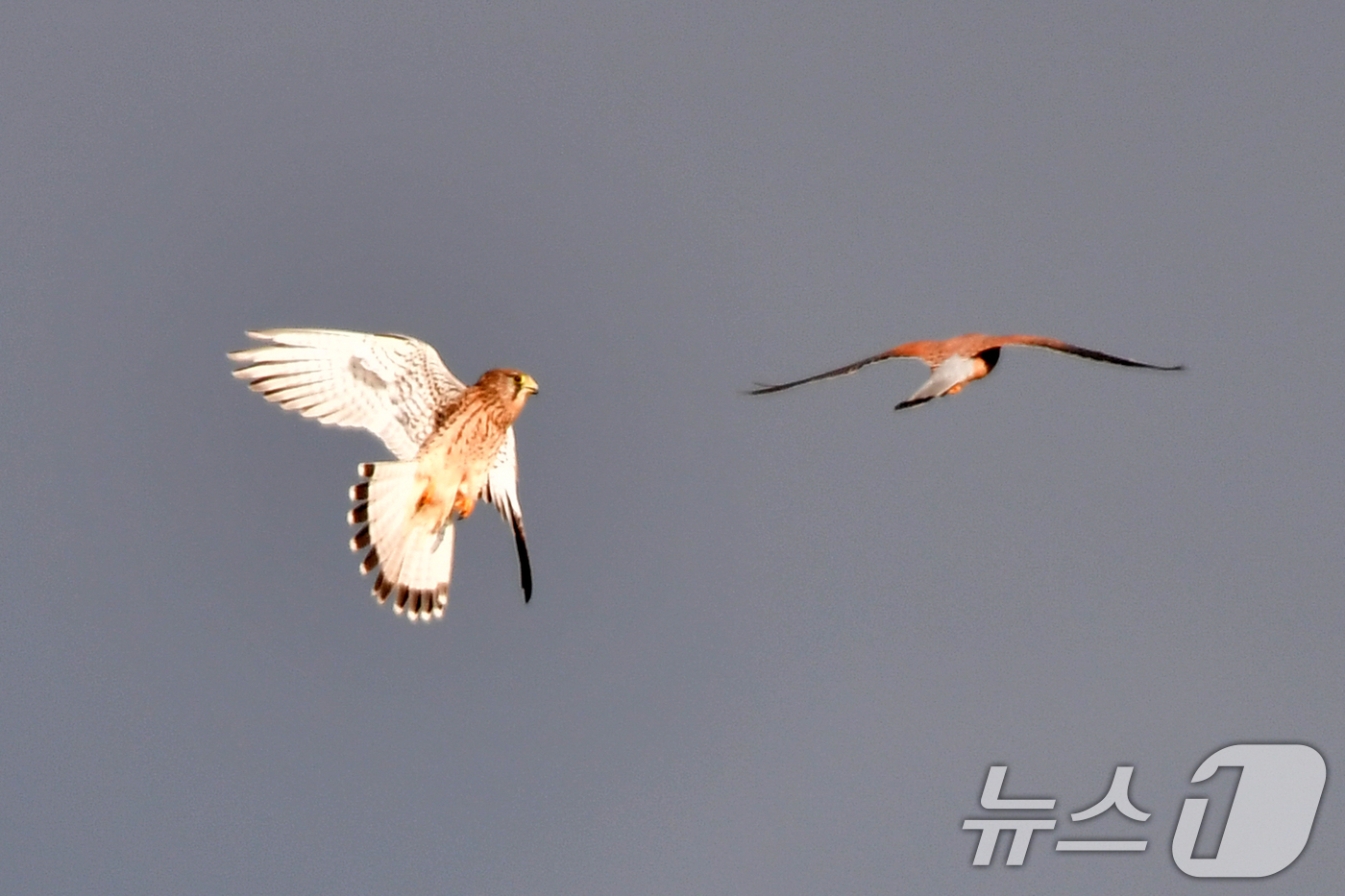 (포항=뉴스1) 최창호 기자 = 26일 경북 포항시 남구 연일읍 형산강에서 천연기념물 제323-8호 황조롱이 한쌍이 먹잇감 찾아 날아가고 있다. 2025.10.26/뉴스1