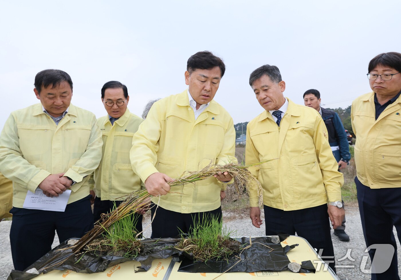 본문 이미지 - 26일 전북 김제시 죽산면 일대 논콩· 벼 재배 현장을 찾은 김관영 도지사가 가을 장마에 따른 피해 상황을 살펴보고 있다.&#40;전북도 제공. 재판매 및 DB금지&#41;/뉴스1   
