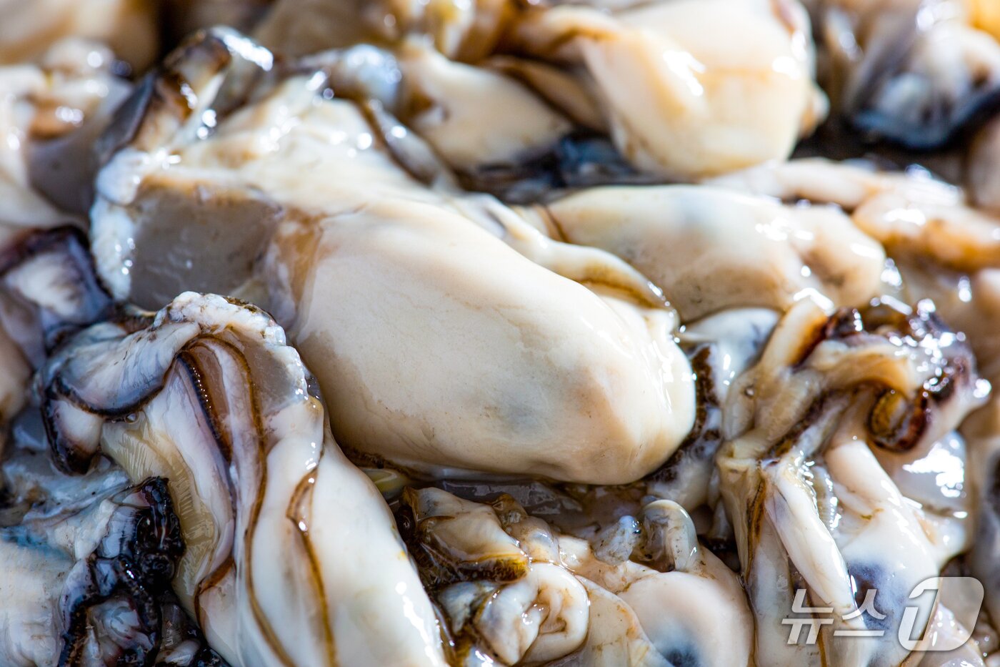 본문 이미지 - 천북면 굴 &#40;보령시 제공. 재판매 및 DB금지&#41; 2025.10.27/뉴스1