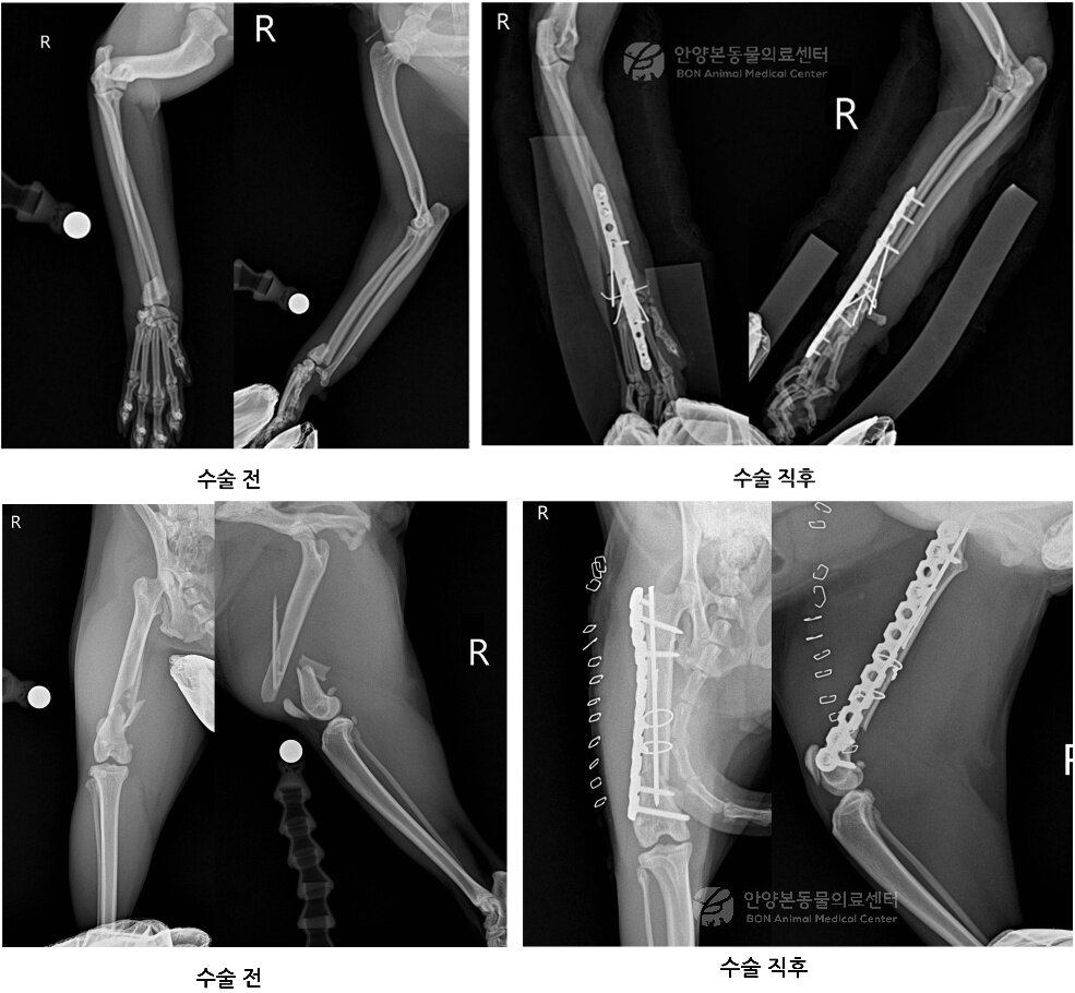 본문 이미지 - 앞다리와 뒷다리 수술 전 후 엑스레이 영상(본동물의료센터 제공) ⓒ 뉴스1