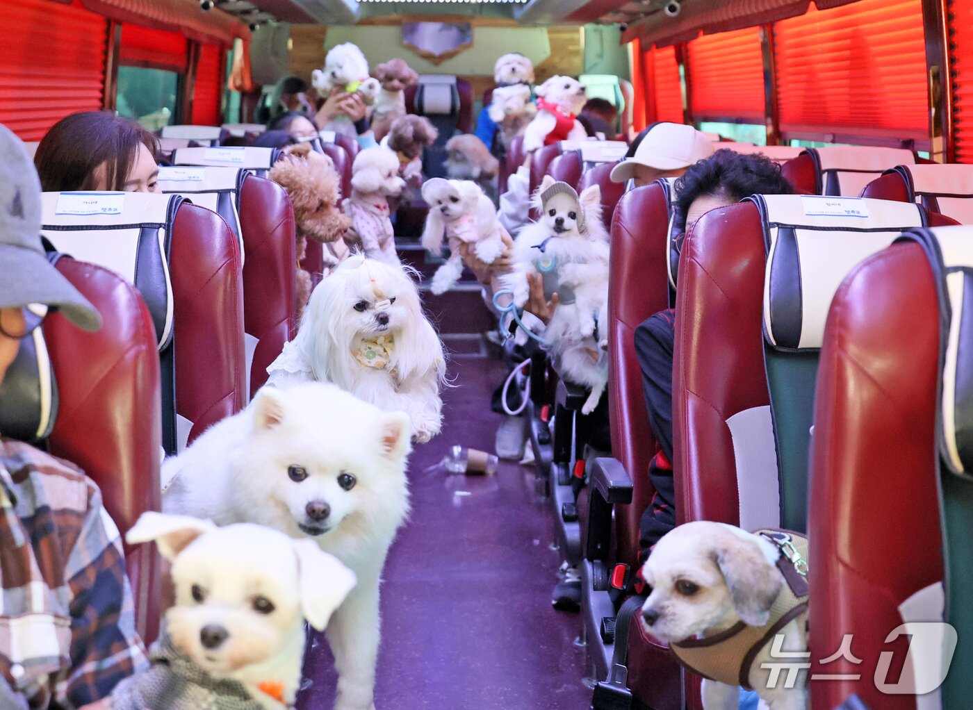 본문 이미지 - 전북 임실군이 반려동물과 함께하는 특별한 여행 프로그램 &#39;펫투어&#39;를 진행하고 있다.&#40;임실군제공. 재판매 및 DB금지&#41;2025.10.27/뉴스1