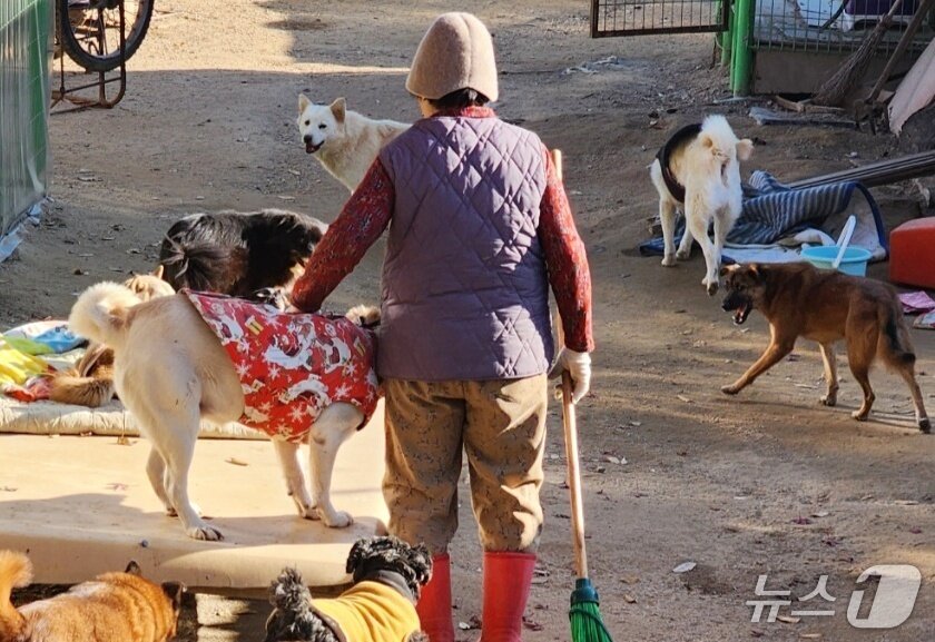 본문 이미지 - 미미네보호소(한국수의심장협회 제공) ⓒ 뉴스1