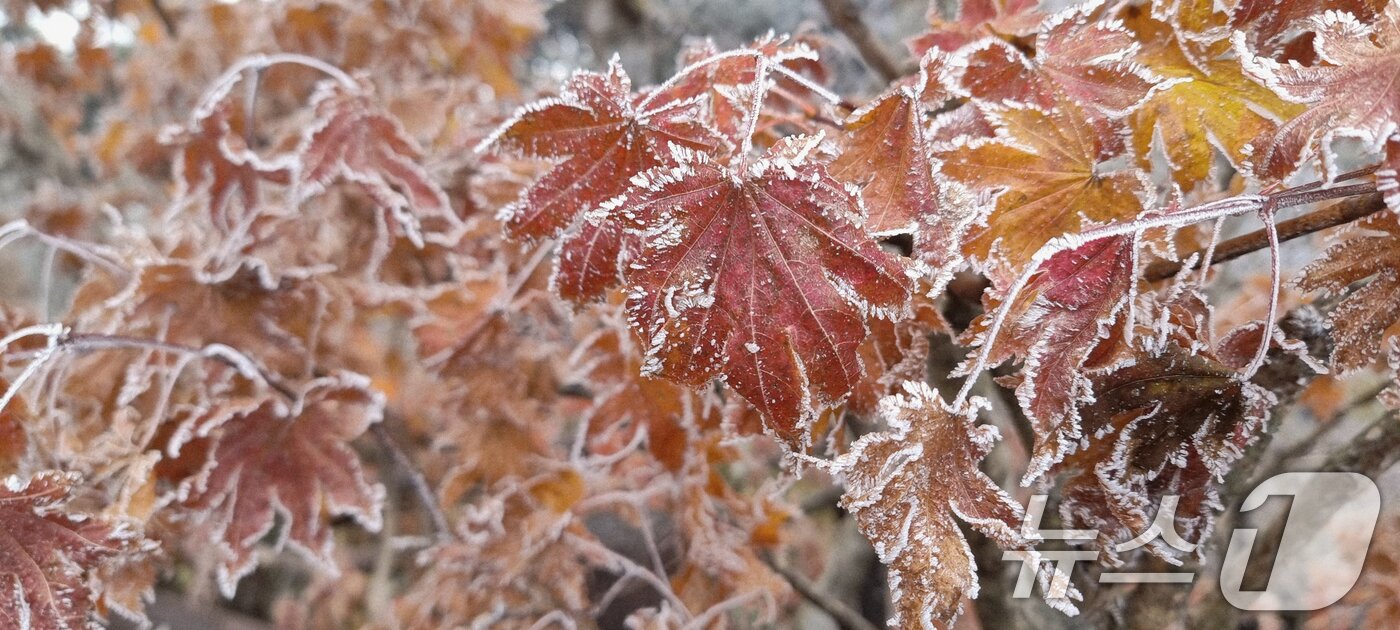 본문 이미지 - 국립공원공단 덕유산국립공원사무소는 향적봉에 금년도 첫 상고대가 관측됐다고 27일 밝혔다. (덕유산국립공원사무소 제공. 재판매 및 DB 금지) 2025.10.27/뉴스1