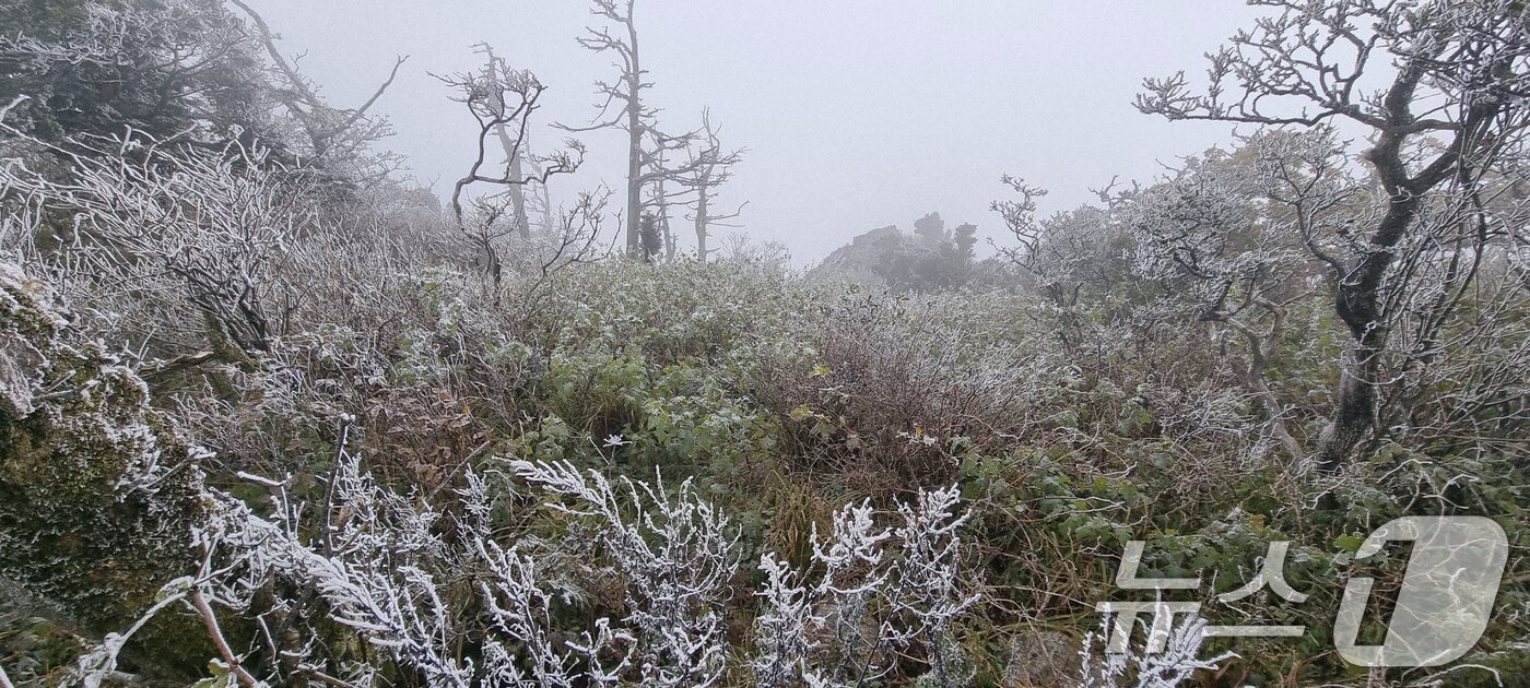본문 이미지 - 국립공원공단 덕유산국립공원사무소는 향적봉에 금년도 첫 상고대가 관측됐다고 27일 밝혔다. 이날 아침 08시 20분 설천봉은 기온이 영하 2.0도까지 떨어지고, 100%의 습도가 형성되면서 덕유산 향적봉(1614m), 대피소 등 주능선에 올해 첫 상고대가 생성됐다.작년 대비 한 달 가까이 빠른 시기에 상고대가 피며 이른 겨울의 시작을 알렸다. (덕유산국립공원사무소 제공. 재판매 및 DB 금지) 2025.10.27/뉴스1