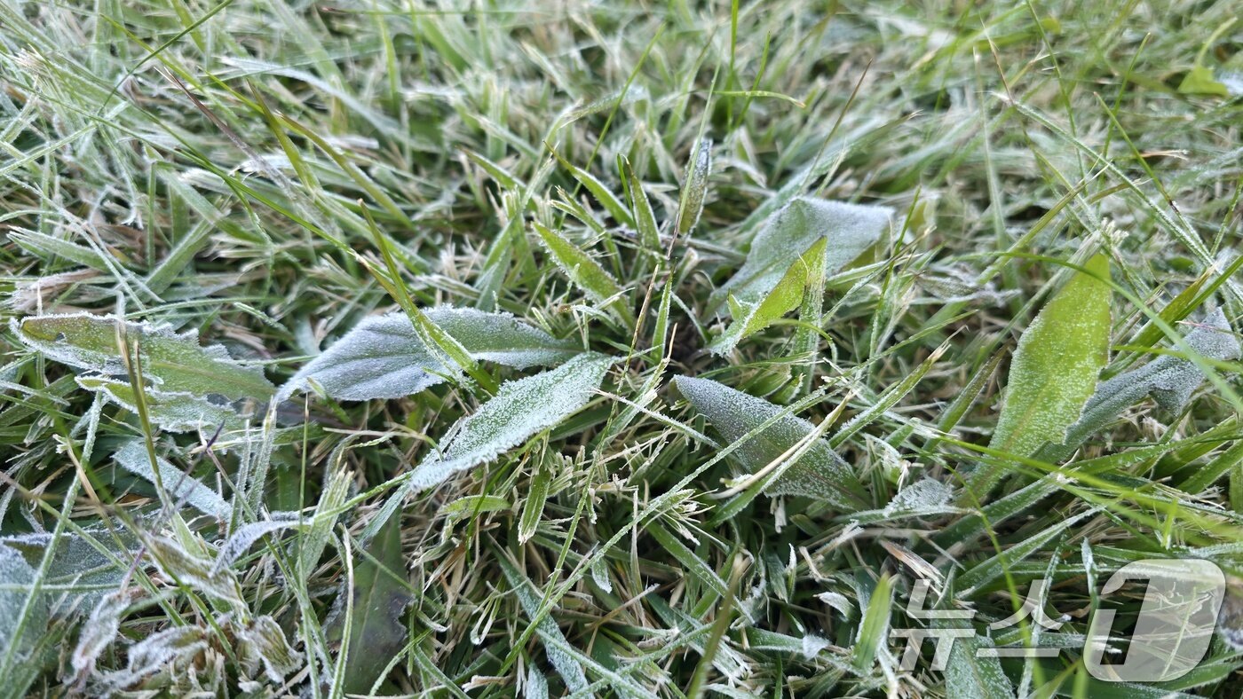 본문 이미지 - 기상청은 28일 서울 종로구 송월동 서울기상관측소에서 첫얼음, 첫서리가 관측되었다고 밝혔다. (기상청 제공. 재판매 및 DB 금지) 2025.10.28/뉴스1