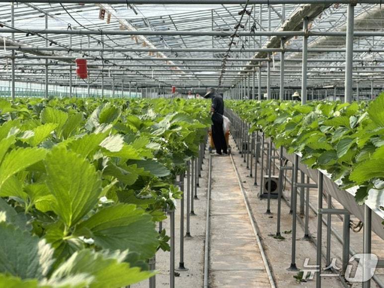 본문 이미지 - 스마트팜 ICT를 활용한 채소농가.(고성군 제공. 재판매 및 DB금지)
