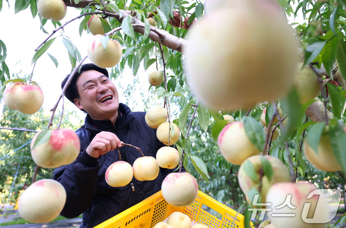 (서울=뉴스1) = 28일 경남 함양군 지곡면 시목마을 한스타 복숭아 농장에서 청년농부가 직접 브랜드화한 겨울복숭아 '설도'를 첫 수확하고 있다. (함양군 제공. 재판매 및 DB …