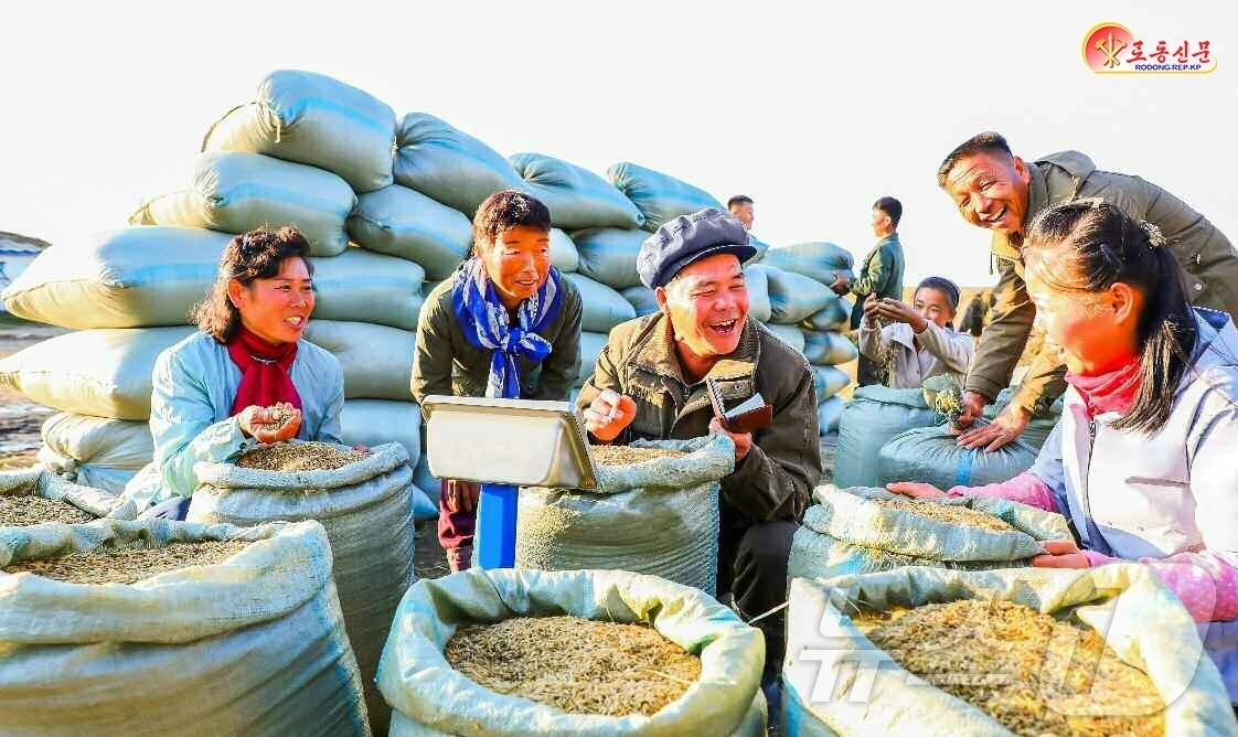 (평양 노동신문=뉴스1) = 북한 노동당 기관지 노동신문은 29일 신천군 장재농장에서 수확의 기쁨이 넘친다고 선전했다. [국내에서만 사용가능. 재배포 금지. DB 금지. For U …