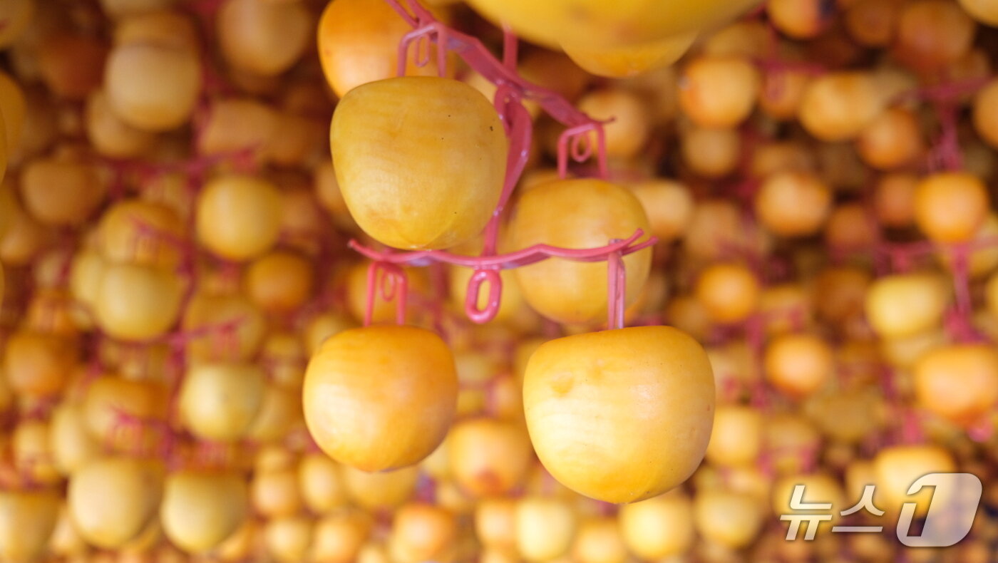 본문 이미지 - '감 고을' 충북 영동군에서 곶감 말리는 작업이 한창이다.  감 타래에 걸려 있는 곶감용 감. (영동군 제공. 재판매 및 DB금지) /뉴스1 