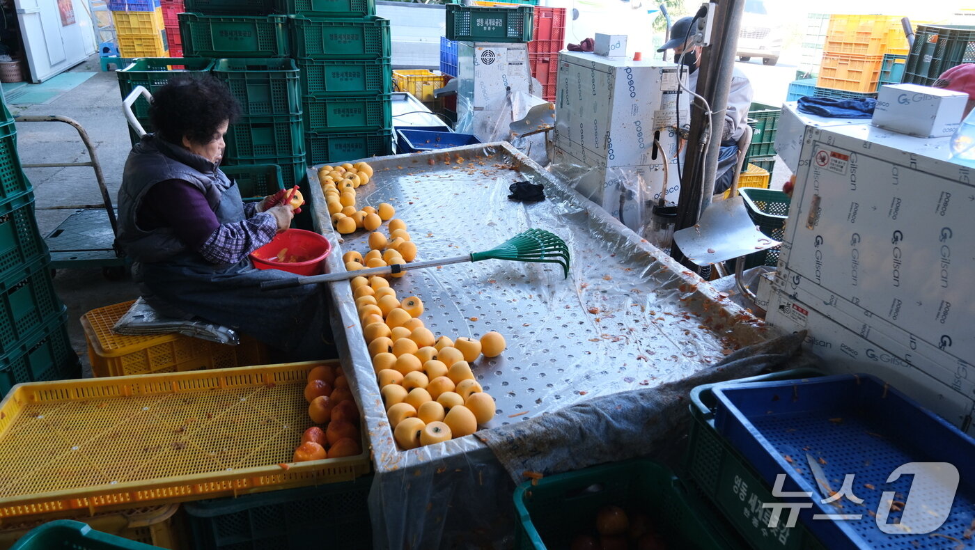 본문 이미지 - '감 고을' 충북 영동군에서 곶감 말리는 작업이 한창이다. 사진은 감 깎는 장면. (영동군 제공. 재판매 및 DB금지) /뉴스1