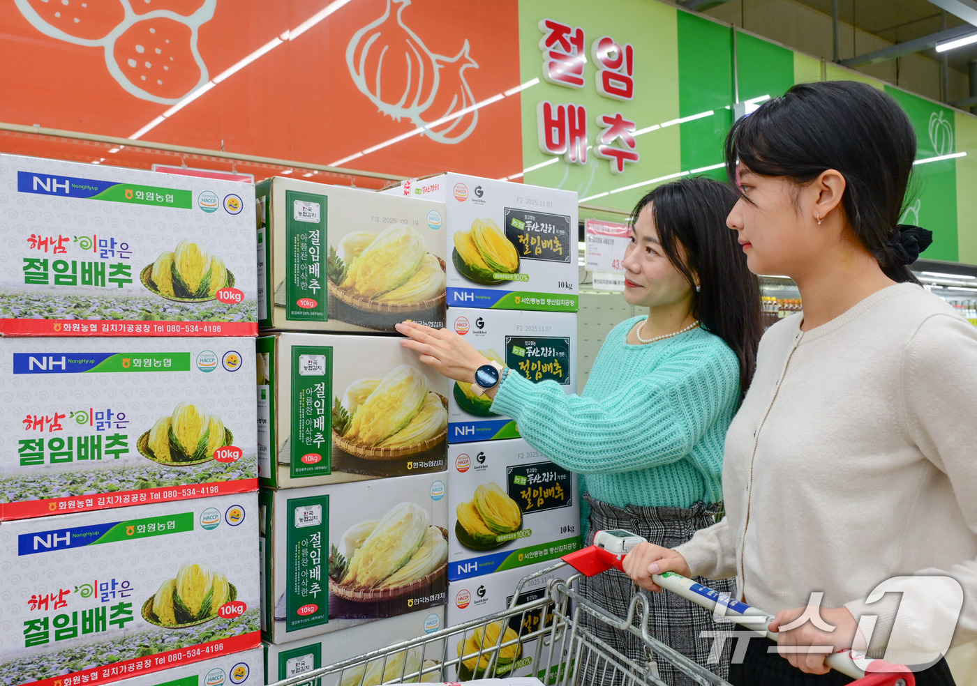 (서울=뉴스1) = 농협유통은 김장철이 다가옴에 따라 오는 30일부터 농협 김치 공장에서 생산한 절임 배추를 사전 예약 판매한다고 29일 밝혔다.모델들이 29일 서울 서초구 하나로 …