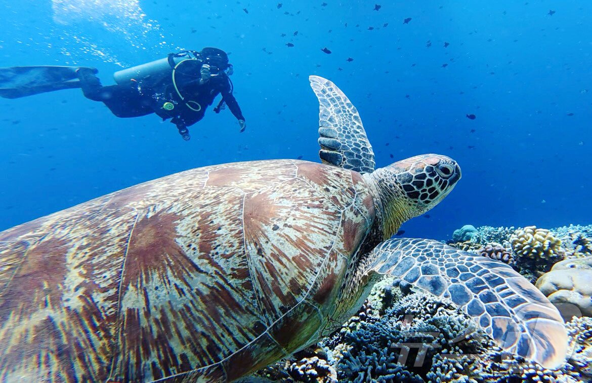 본문 이미지 - 29일&#40;현지시간&#41; 인도네시아 마나도 부나켄 해양국립공원에서 이스타항공의 인천-마나도 첫 편을 통해 도착한 관광객들이 다이빙을 하고 있다. 2025.10.29/뉴스1 ⓒ News1 안은나 기자