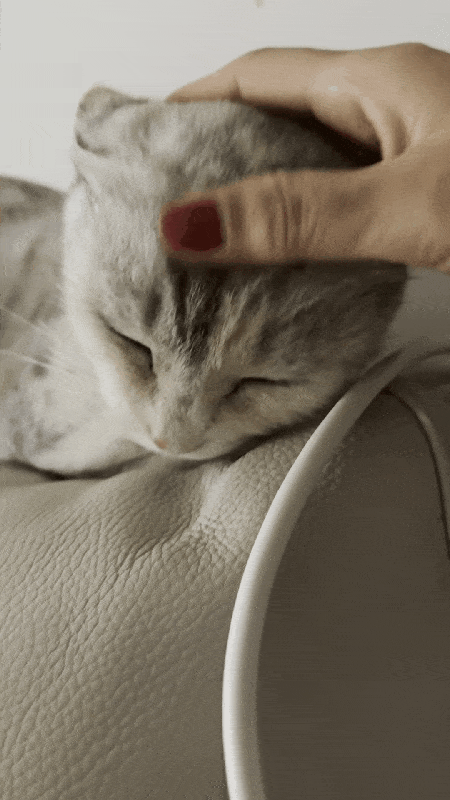 본문 이미지 - 사람을 좋아하는 루나&#40;인스타그램 eve__mom 제공&#41; ⓒ 뉴스1